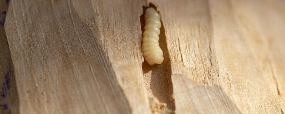 Holzwurm im Holz | VELUX Magazin