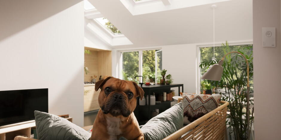 Hund auf einem Sofa im Dachgeschoss - VELUX Magazin