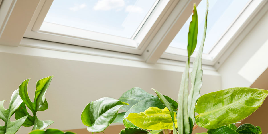 Raumklima, Pflanzen und Dachfenster | VELUX Magazin